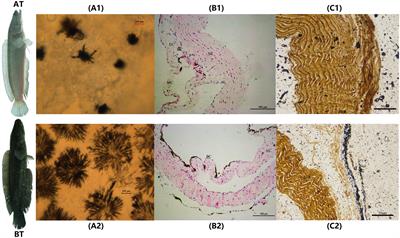 Insights Into the Albinism Mechanism for Two Distinct Color Morphs of Northern Snakehead, Channa argus Through Histological and Transcriptome Analyses